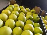 Polish apples (wide range of varieties) - фото 4