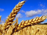 Polish consumer wheat - фото 2