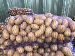 Polish potatoes: Vineta, Soraya, Queen Anne and others