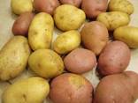 Potato from Belarus - photo 1