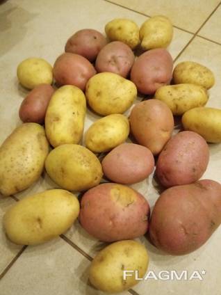 Potato from Belarus