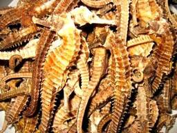 Premium Dried Seahorses for Sale