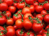 Продам помидоры из Египта экспорт, купить оптом доставка - фото 1