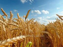 Пшеница кукуруза мука сахар