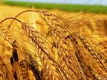 Пшеница , кукуруза поставки CIF - фото 1