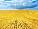 Пшеница , кукуруза , ячмень, рапс, лен, чечевица ФОБ - фото 1
