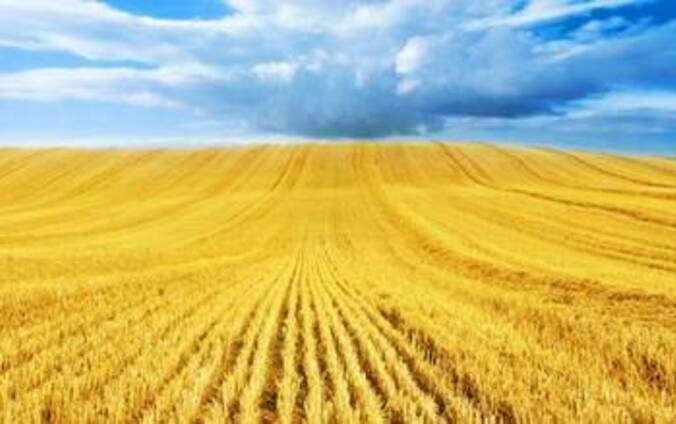 Пшеница , кукуруза , ячмень, рапс, лен, чечевица ФОБ