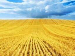 Пшеница , кукуруза , ячмень, масло экспорт