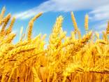 Пшеница мягкая - фото 1