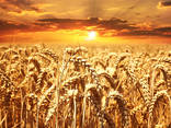 Пшеница /wheat - фото 1