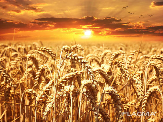 Пшеница /wheat