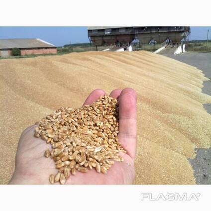 Пшеница – Wheat