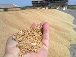 Пшеница – Wheat