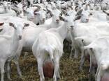 Pure Bred Boer Goats - photo 2