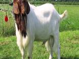 Pure Bred Boer Goats - photo 4