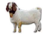 Pure Bred Boer Goats - photo 6