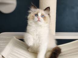 Ragdoll cat