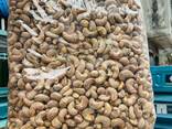 Roasted cashew nuts with skin - photo 3