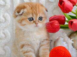 Scottish Fold