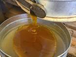 Sell natural honey - photo 1