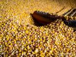 Selling Wheat, Barley بيع الشعير والقمح للتصدير - photo 3