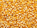 Семена кукурузы купим оптом - фото 2