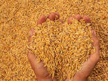 Семена риса купим оптом - фото 2