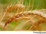 Soft Milling Wheat 12,5% pro - фото 1