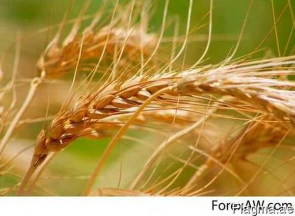 Soft Milling Wheat 12,5% pro
