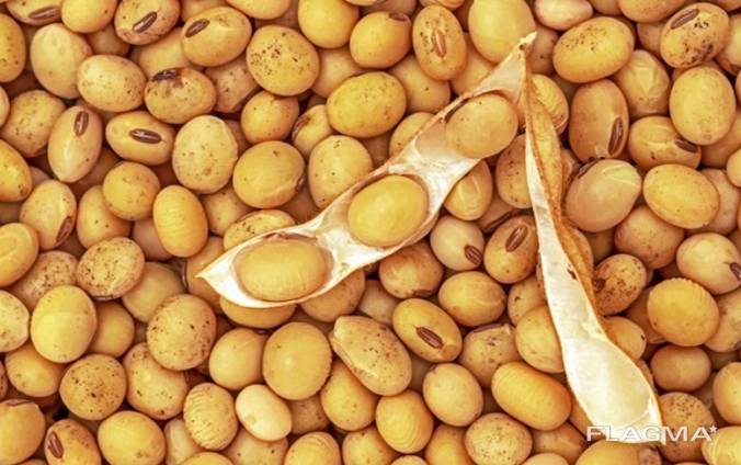 Soybean Grain Non - Gmo For Export