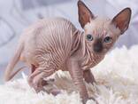 Sphynx kittens - photo 1