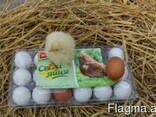 Tray for chicken eggs from PET transparent packaging - photo 2