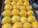 We offer direct wholesale deliveries of lemon from sunny Uzbekistan, 2025. - photo 2