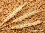 Wheat Export . Пшеница Экспорт. - фото 1