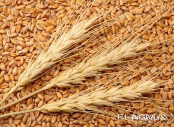 Wheat Export . Пшеница Экспорт.