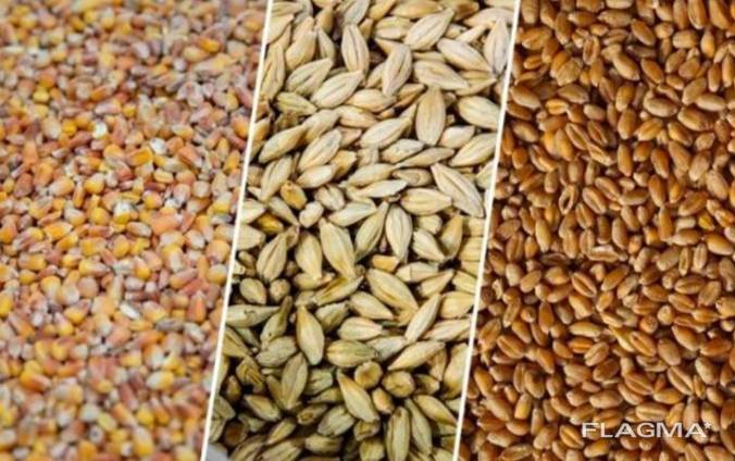 Wheat grain, wholesale, in bulk, country of origin Bulgaria.