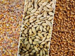 Grain barley, in bulk, wholesale, country of origin of goods Kazakhistan