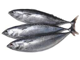 Whole Round Frozen Bonito Tuna Fish