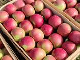 Яблоки из Сербии (Айдаред, Golden, Granny smith) - фото 1