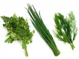 Greens, Dill and Parsley from Uzbekistan