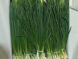Зелень, Укроп и Петрушка из Узбекистана - фото 10