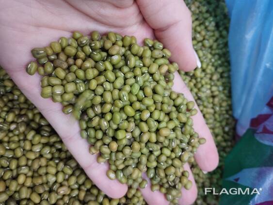 Зелёный маш. Green beans