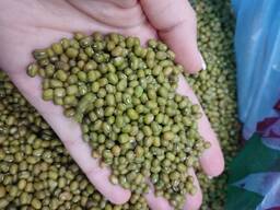 Зелёный маш. Green beans