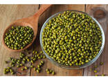 Green Mung bean from Uzbekistan