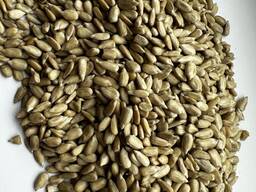 عباد الشمس قلب